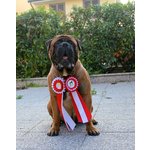 Cuccioli Bullmastiff