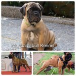 Cuccioli Bullmastiff - Foto n. 2