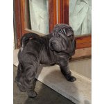 Cuccioli shar pei con Pedigree