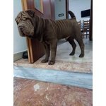 Cuccioli shar pei con Pedigree - Foto n. 5