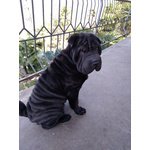 Cuccioli shar pei con Pedigree - Foto n. 6