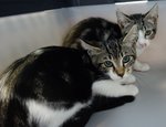 🐱 Europeo femmina in adozione a Pontedera (PI) e in tutta Italia da privato