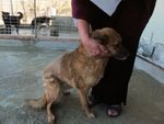 Runa - una Lupetta che Aspetta una Famiglia - Foto n. 10