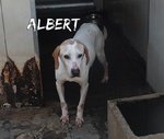 Nonno Albert - cane Anziano da Adottare - Foto n. 4