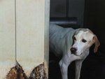 Nonno Albert - cane Anziano da Adottare - Foto n. 8