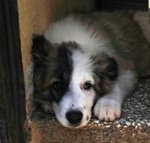 Frank, Bellissimo Cucciolo di 3 mesi e Mezzo, Taglia Grande, Dalla Sicilia a Bergamo in Cerca di Cas - Foto n. 2