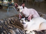 Offro in Adozione 2 Femmine di Devon rex Adulte