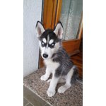 Cucciolo Husky Occasione