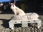 Bull Terrier Miniature - Foto n. 4