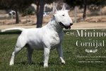 Bull Terrier Miniature - Foto n. 5