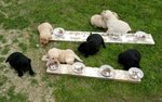 Cuccioli di Labrador