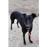 Morena Galgo Spagnolo 2 Anni - Foto n. 4