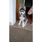 Cucciolo Husky Occasione - Foto n. 5