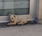 Gerry, Tommy e Sissy, Cuccioli di 3 Mesi, Dalla Sicilia a Bergamo in Cerca di Casa - Foto n. 1