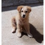 Gerry, Tommy e Sissy, Cuccioli di 3 Mesi, Dalla Sicilia a Bergamo in Cerca di Casa - Foto n. 4