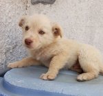 Gerry, Tommy e Sissy, Cuccioli di 3 Mesi, Dalla Sicilia a Bergamo in Cerca di Casa - Foto n. 5