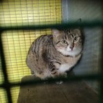 🐱 Altra Razza femmina in adozione a Pavia (PV) e in tutta Italia da associazione animali