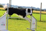 🐶 Border Collie maschio di 12 anni e 1 mese in accoppiamento a Perugia (PG) da privato