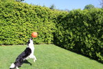 Oscar, Splendido Maschio di Border Collie Disponibile per Accoppiamenti - Foto n. 3