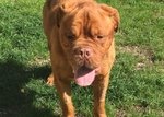 Adozione del cuore Teddy Dogue de Bordeaux