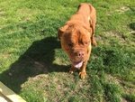 Adozione del Cuore Teddy Dogue de Bordeaux - Foto n. 2