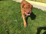 Adozione del Cuore Teddy Dogue de Bordeaux - Foto n. 3