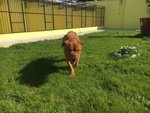 Adozione del Cuore Teddy Dogue de Bordeaux - Foto n. 4