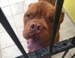 Adozione del Cuore Teddy Dogue de Bordeaux - Foto n. 5