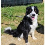 Border Collie, duc, 1 Anno, Maschio, se ne deve Andare, Cerca Urgentemente Casa! - Foto n. 1