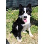 Border Collie, duc, 1 Anno, Maschio, se ne deve Andare, Cerca Urgentemente Casa! - Foto n. 2