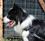 Border Collie, duc, 1 Anno, Maschio, se ne deve Andare, Cerca Urgentemente Casa! - Foto n. 3