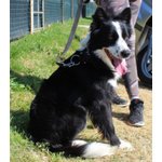 Border Collie, duc, 1 Anno, Maschio, se ne deve Andare, Cerca Urgentemente Casa! - Foto n. 4