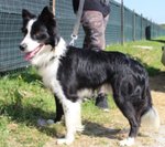 Border Collie, duc, 1 Anno, Maschio, se ne deve Andare, Cerca Urgentemente Casa! - Foto n. 5