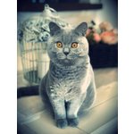 British Shorthair Maschio per Monta - Foto n. 1