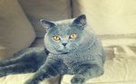 British Shorthair Maschio per Monta - Foto n. 2