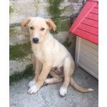 Poldo e Olivia, Simil Labrador, Cuccioli di 3 mesi e Mezzo, Futura Taglia Media, Cercano Casa - Foto n. 4