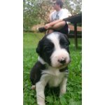 Cuccioli di Border Collie