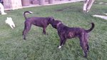 Cuccioli cane Corso