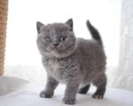 Bellisimi Cuccioili British Shorthair