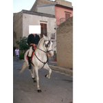 Cavallo Castrone Ispano Arabo