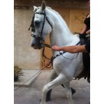 Cavallo Castrone Ispano Arabo - Foto n. 2
