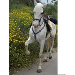Cavallo Castrone Ispano Arabo - Foto n. 3