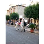 Cavallo Castrone Ispano Arabo - Foto n. 7