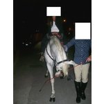 Cavallo Castrone Ispano Arabo - Foto n. 8