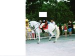 Cavallo Castrone Ispano Arabo - Foto n. 9