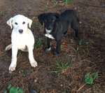 Black, Cucciolo di 4 mesi e Mezzo, Dalle Strade Della Sicilia, a Bergamo in Cerca di Casa - Foto n. 2