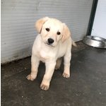 Labrador da Compagnia Marroni e Oro - Foto n. 2