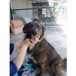 Jack, un cane X Amico, Stupendo Simil Border Collie Adottalo - Foto n. 7