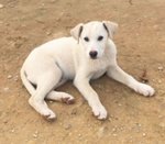 Ricky, Incrocio Labrador, 4 mesi e Mezzo, Rischia di Essre Avvelenato, in Arrivo a Bergamo in Cerca - Foto n. 2