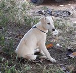 Ricky, Incrocio Labrador, 4 mesi e Mezzo, Rischia di Essre Avvelenato, in Arrivo a Bergamo in Cerca - Foto n. 3